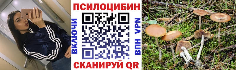 Купить  Карасук  Псилоцибиновые грибы Psilocybe 